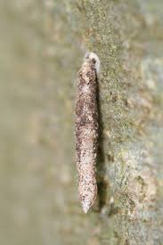 Attēlu rezultāti vaicājumam “Taleporia tubulosa”