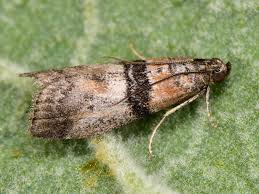 Attēlu rezultāti vaicājumam “Sciota adelphella”