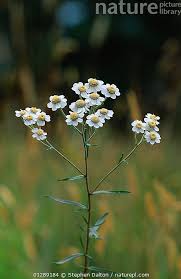 Attēlu rezultāti vaicājumam “Achillea ptarmica leaf”