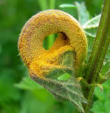 Attēlu rezultāti vaicājumam “Puccinia urticata”