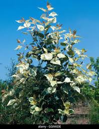 Attēlu rezultāti vaicājumam “Populus x jackii”