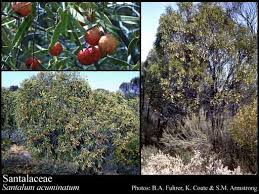 Attēlu rezultāti vaicājumam “Santalaceae”