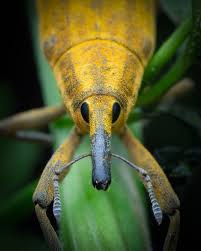 Attēlu rezultāti vaicājumam “Lixus iridis”