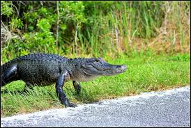 Image result for Alligator mississippiensis