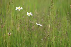 Attēlu rezultāti vaicājumam “Briza media flower”