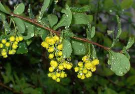 Attēlu rezultāti vaicājumam “Berberis vulgaris”