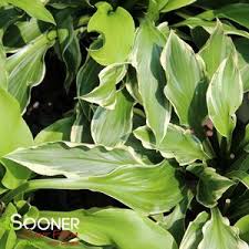 Image result for Hosta fortunei albomarginata