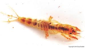 Attēlu rezultāti vaicājumam “Heptagenia sulphurea female”