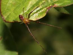 Attēlu rezultāti vaicājumam “Diaea dorsata”