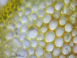Attēlu rezultāti vaicājumam “Palustriella commutata”