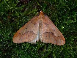 Attēlu rezultāti vaicājumam “Erannis defoliaria imago”