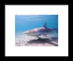 Image result for Carcharhinus obscurus