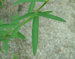 Attēlu rezultāti vaicājumam “Diderma cingulatum sessile”