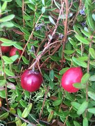 Attēlu rezultāti vaicājumam “Oxycoccus palustris fruit”
