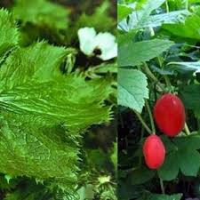 Attēlu rezultāti vaicājumam “Podophyllum hexandrum fruit”