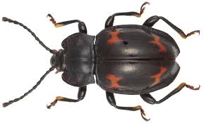 Attēlu rezultāti vaicājumam “Endomychidae”