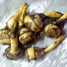 Attēlu rezultāti vaicājumam “Sagittaria sagittifolia leaf”