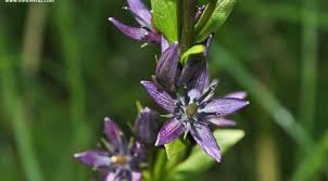 Attēlu rezultāti vaicājumam “Swertia perennis flower”
