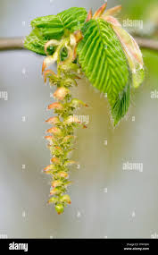 Attēlu rezultāti vaicājumam “Carpinus betulus male flower”