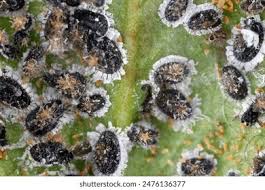 Attēlu rezultāti vaicājumam “Aleurochiton aceris nymph”