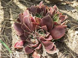 Attēlu rezultāti vaicājumam “Jovibarba globifera bud”