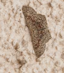 Attēlu rezultāti vaicājumam “Cyclophora pendularia”