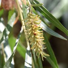 Attēlu rezultāti vaicājumam “Salix Vetrix”