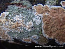 Attēlu rezultāti vaicājumam “Cylindrobasidium evolvens”