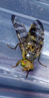 Attēlu rezultāti vaicājumam “Urophora jaceana”