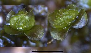 Attēlu rezultāti vaicājumam “Frullania fragilifolia”