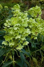 Image result for Helleborus foetidus