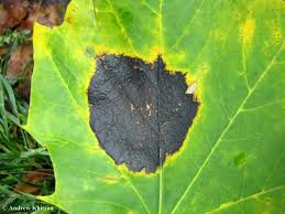 Attēlu rezultāti vaicājumam “Rhytisma acerinum”