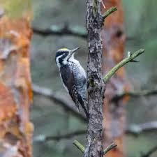 Attēlu rezultāti vaicājumam “Picoides tridactylus adult”