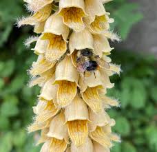 Image result for Digitalis ferruginea