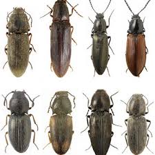 Attēlu rezultāti vaicājumam “Elateridae”