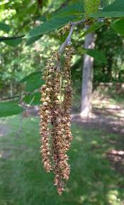 Attēlu rezultāti vaicājumam “Betula alleghaniensis fruit”