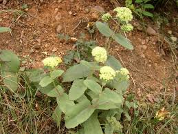 Attēlu rezultāti vaicājumam “Hylotelephium maximum”