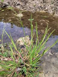 Attēlu rezultāti vaicājumam “Glyceria fluitans”