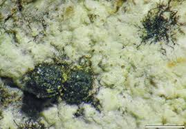 Attēlu rezultāti vaicājumam “Pertusaria amara”