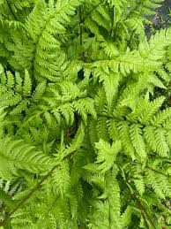 Attēlu rezultāti vaicājumam “Athyrium filix-femina”