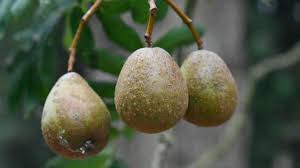 Attēlu rezultāti vaicājumam “Sorbus intermedia fruit”