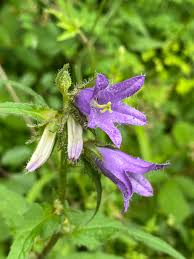 Attēlu rezultāti vaicājumam “Campanula trachelium flower”