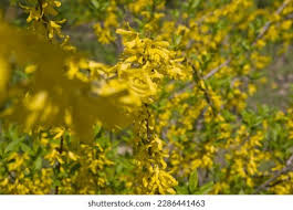 Attēlu rezultāti vaicājumam “Forsythia viridissima”