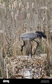 Attēlu rezultāti vaicājumam “Grus grus nest”