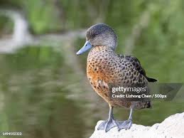 Image result for Anas discors