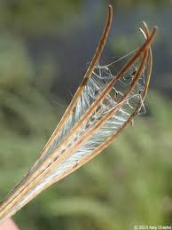 Attēlu rezultāti vaicājumam “Epilobium palustre fruit”
