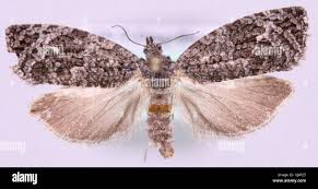 Attēlu rezultāti vaicājumam “Apotomis betuletana”