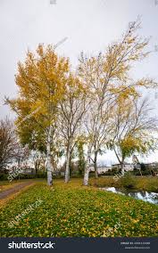 Attēlu rezultāti vaicājumam “Populus x canescens”