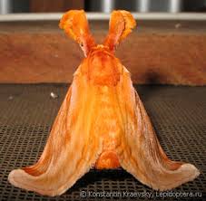 Attēlu rezultāti vaicājumam “Epirranthis diversata upperside”