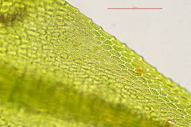 Attēlu rezultāti vaicājumam “Hygroamblystegium tenax”